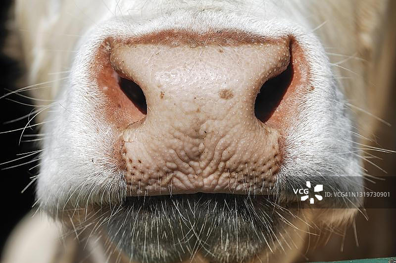 Flotzmaul，嘴，法国夏洛莱牛，巴伐利亚，德国图片素材