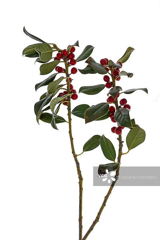德国白色地面上的冬青（Ilex aquifolium）图片素材