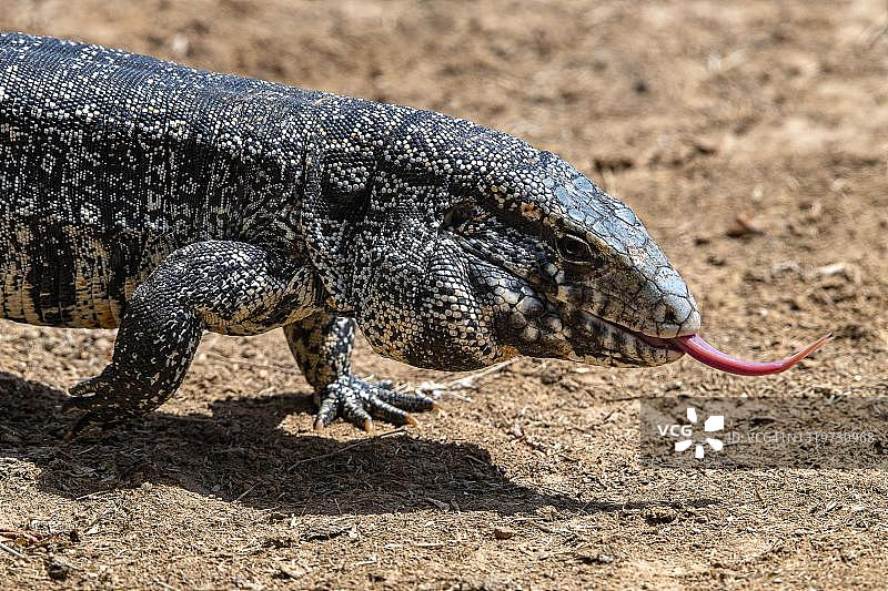 巴西马托格罗索潘塔纳尔湿地的带状南美蜥动物画像图片素材
