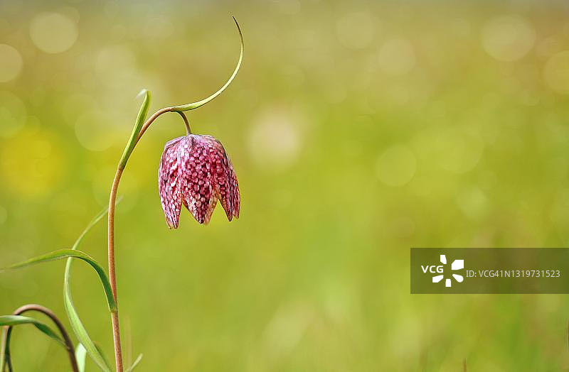 贝母花(Fritillaria meleagris),德国石勒苏益格-荷尔斯泰因州黑特林根图片素材