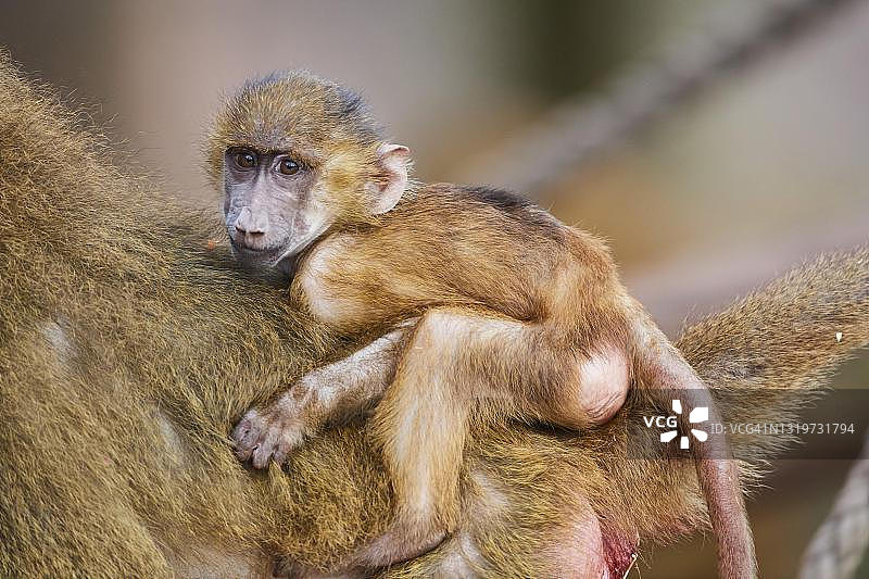 几内亚狒狒（Papio papio），幼崽依偎在母亲身边，圈养，德国图片素材