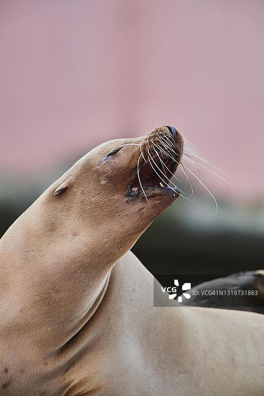 人工饲养的加州海狮图片素材