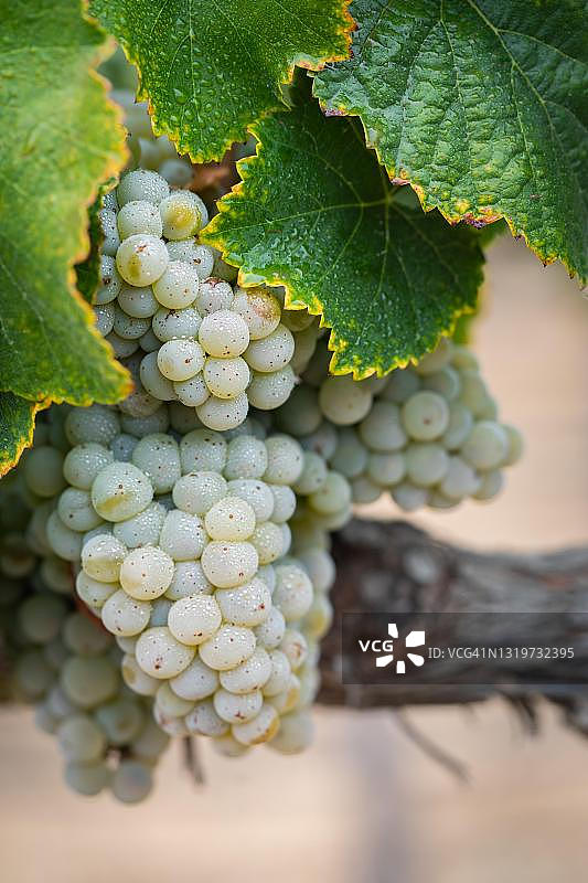 葡萄，葡萄，葡萄园，酿酒葡萄，葡萄园，葡萄园，蒂梅库拉，加州，美国图片素材