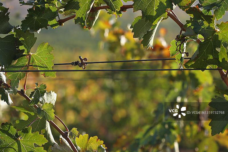 葡萄，葡萄，葡萄园，酿酒葡萄，葡萄园，葡萄园，蒂梅库拉，加州，美国图片素材