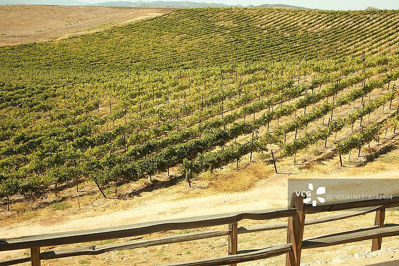 美国加利福尼亚州美丽的葡萄园风光图片素材