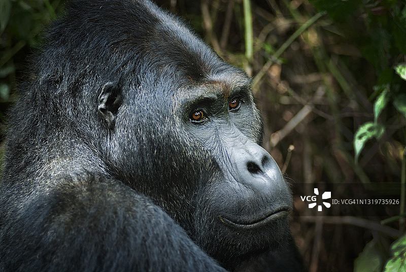 刚果银背大猩猩的野生动物照片肖像图片素材