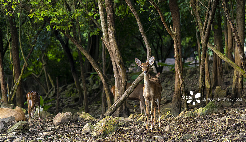优雅的鹿群和美丽的森林风光图片素材