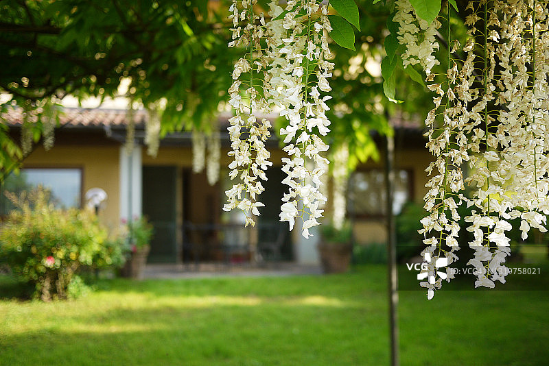 春季白色紫藤，选择性聚焦图片素材