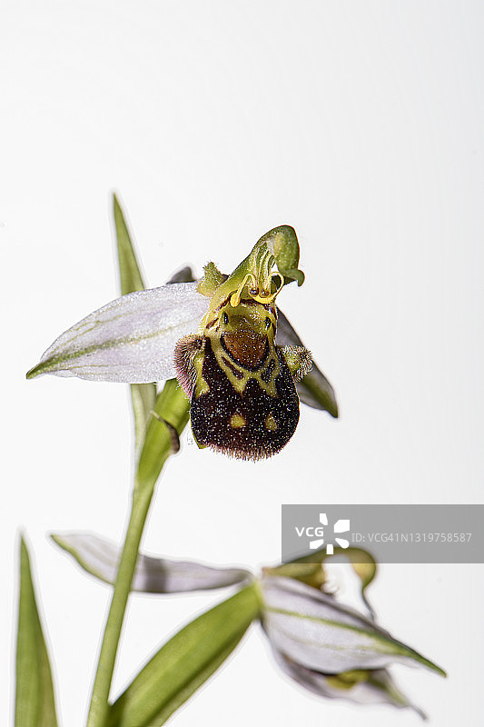 野生兰花图片素材