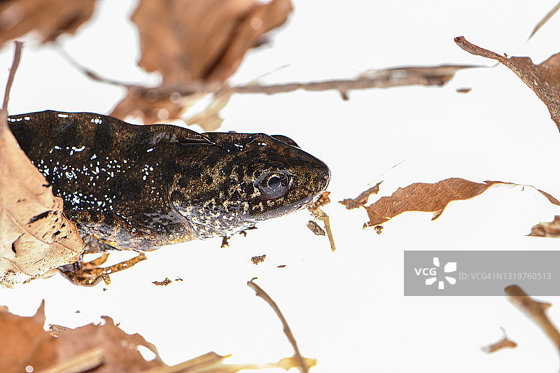 卡拉布里亚高山蝾螈图片素材