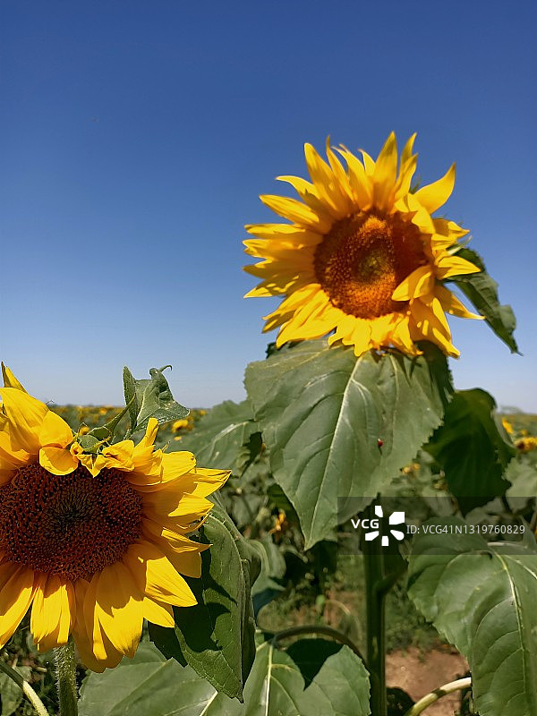 蓝天下绿色田野中盛开的巨大向日葵图片素材