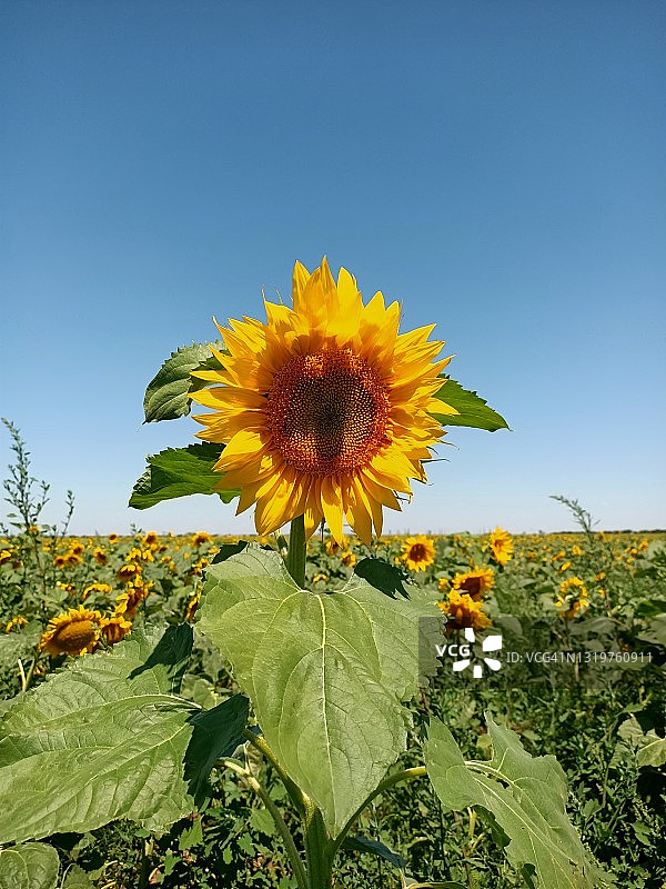 蓝天下绿色田野中盛开的巨大向日葵图片素材