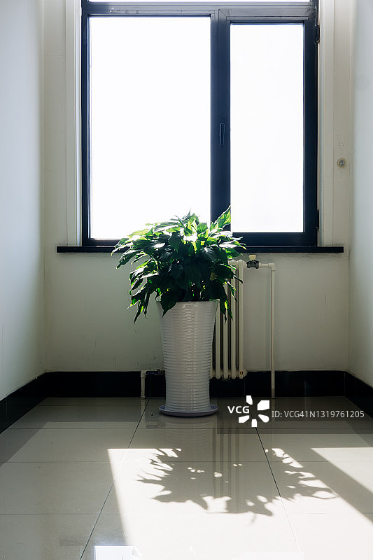 走廊尽头的盆栽植物图片素材