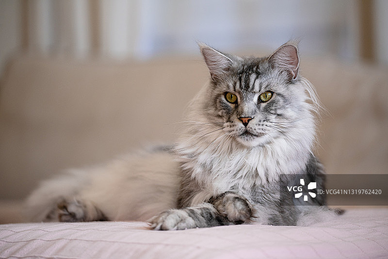 缅因库恩猫图片素材