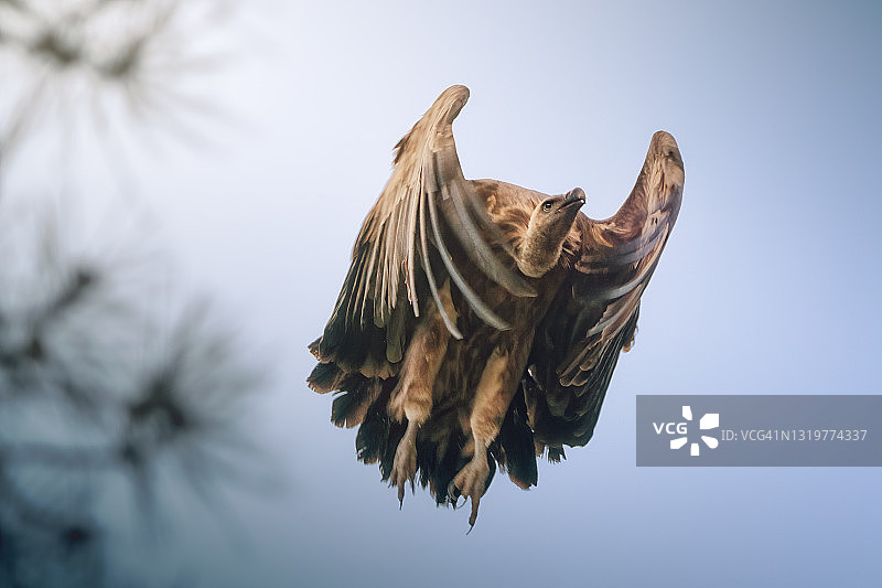 秃鹫起飞图片素材