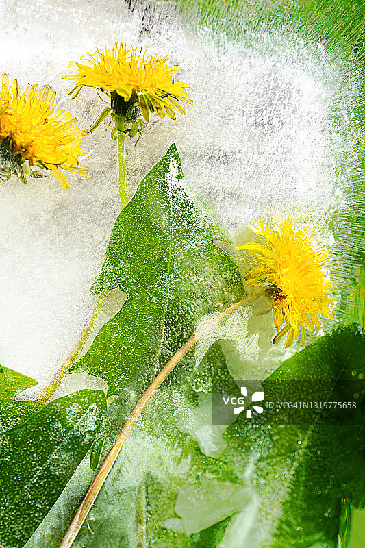 在融化的冰面上漂浮的美丽黄色蒲公英野花图片素材
