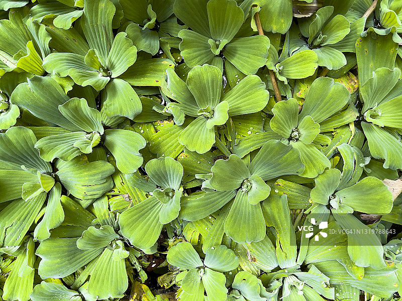 热带水生植物：水莴苣图片素材