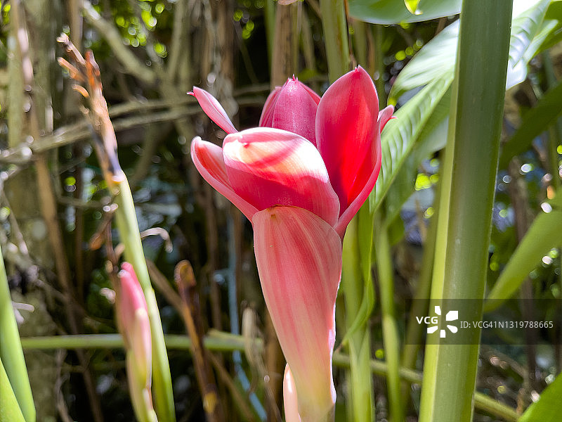 热带姜荷花图片素材