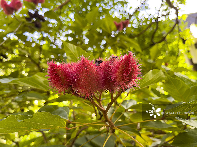 胭脂树橙图片素材