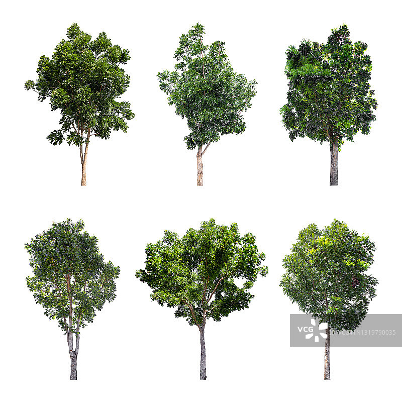 白色背景上的绿色大树图片素材