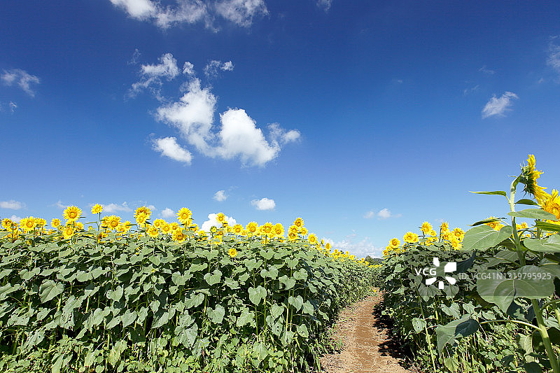 座间市的蓝天下向日葵田野图片素材