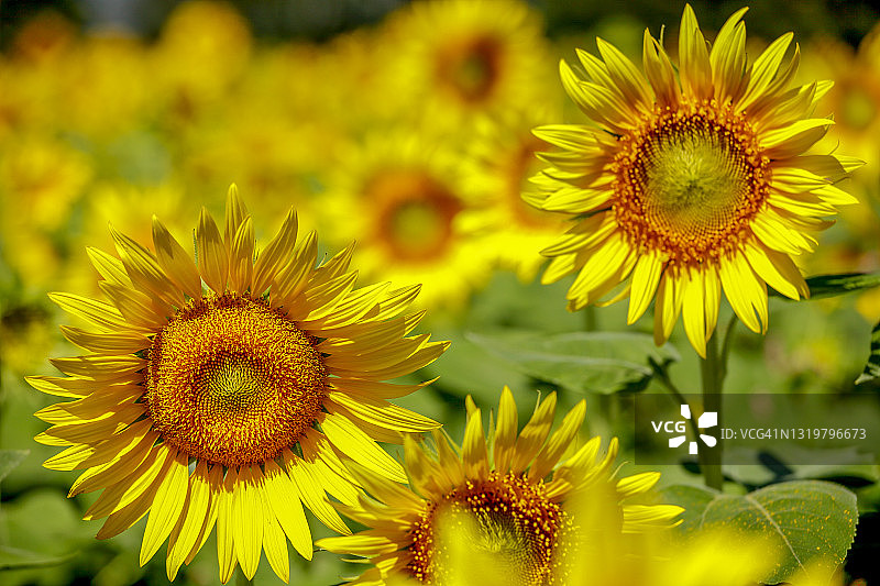 座间田野里的明亮向日葵图片素材