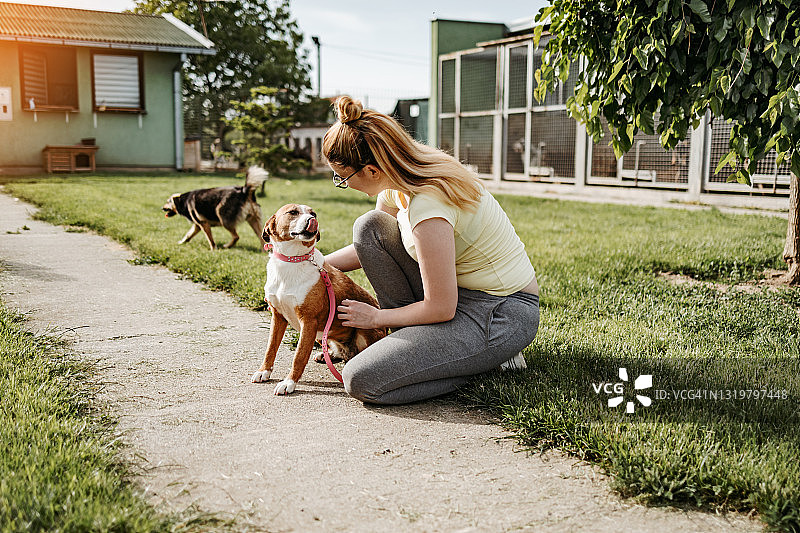 流浪狗收容所图片素材