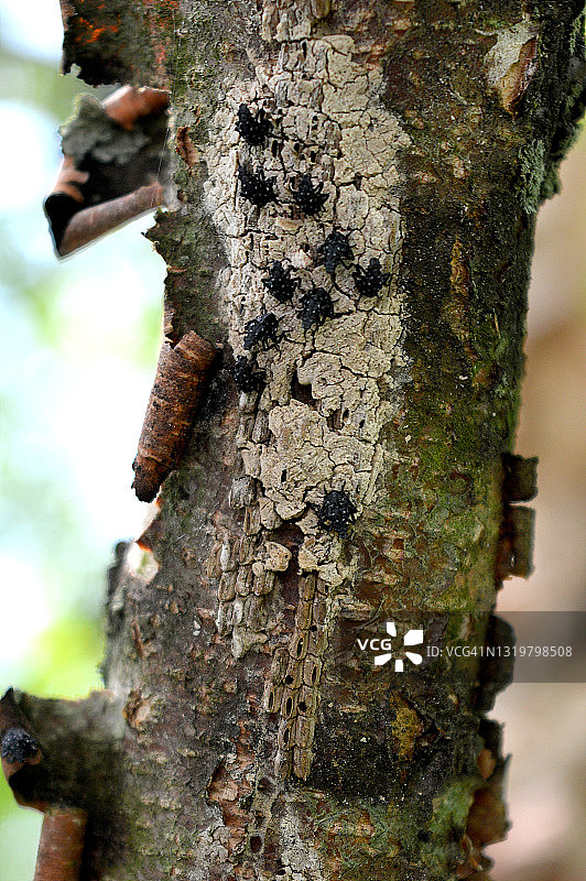 树上的斑点灯笼蝇若虫图片素材