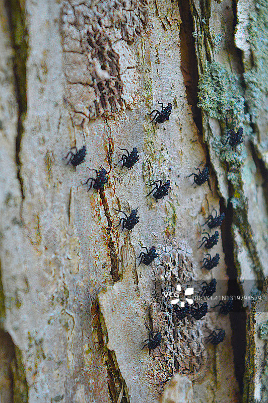 树上的斑点灯笼蝇若虫图片素材