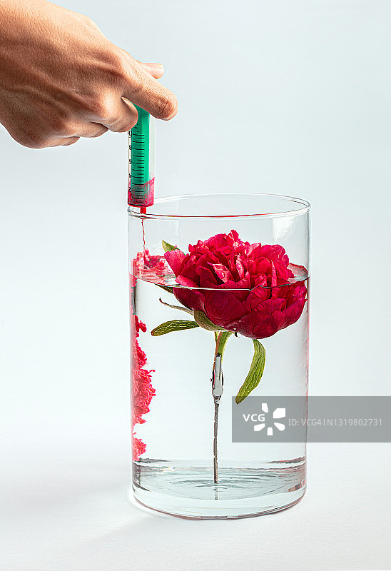 红色墨牡丹图片素材