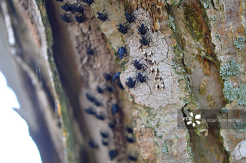 斑点灯笼蝇若虫图片素材
