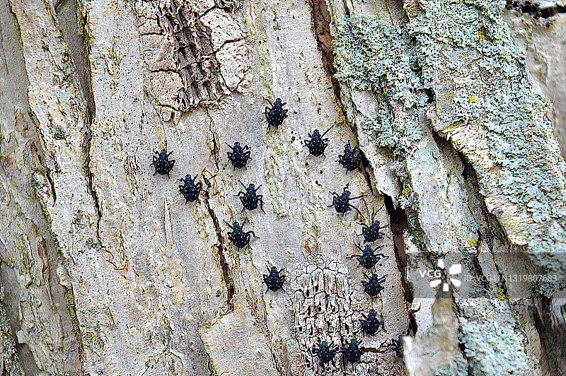 斑点灯笼蝇若虫图片素材