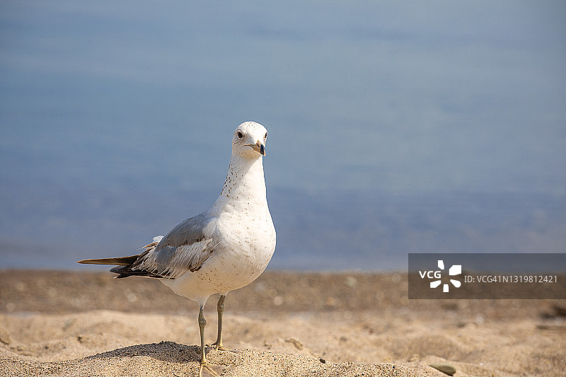 伊利湖海鸥图片素材