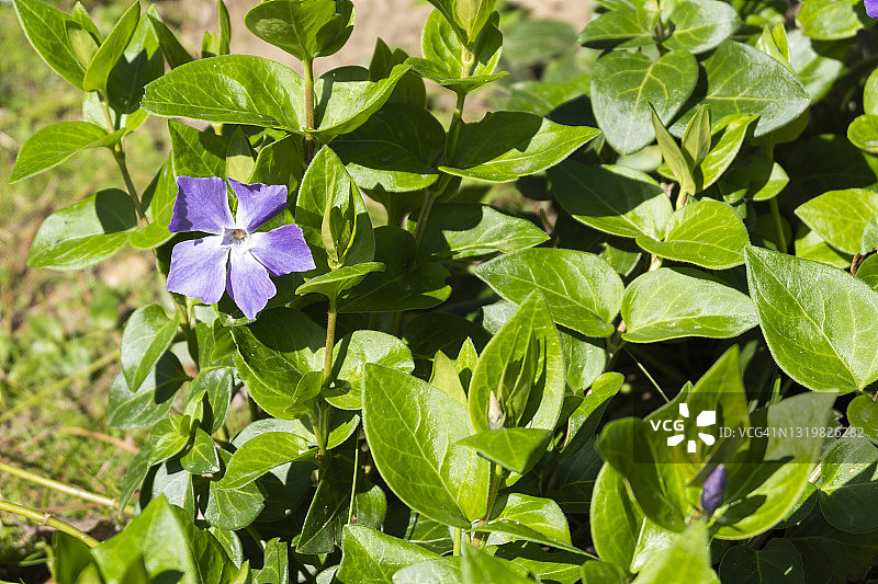 绿叶背景下美丽的紫色长春花图片素材
