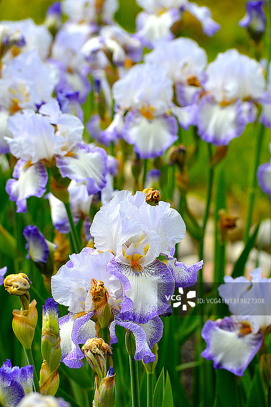 鸢尾花图片素材