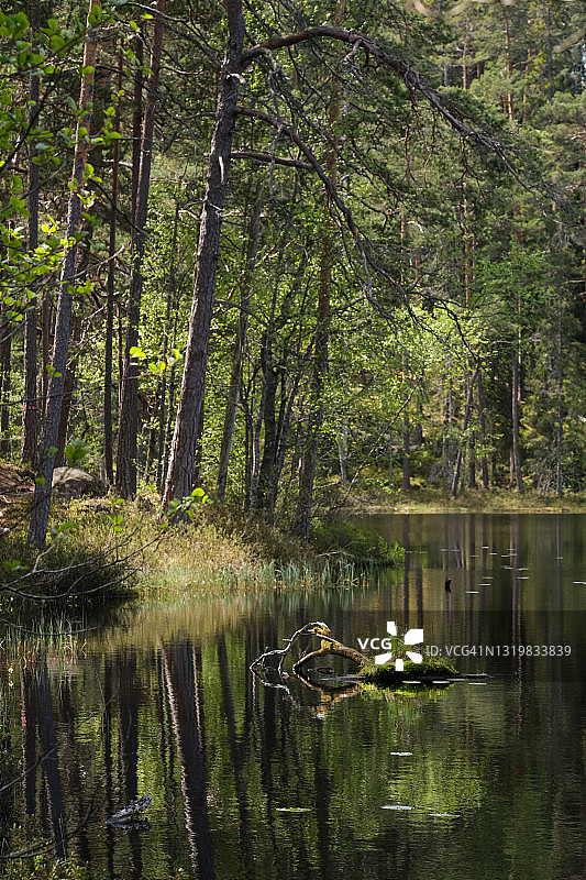 春季原始森林中的小湖图片素材
