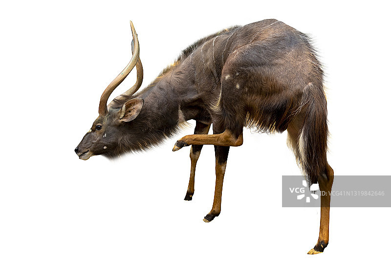 非洲大林羚：白色背景上的美丽雄伟动物图片素材