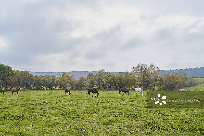 白天马在田野里吃草的远景图片素材