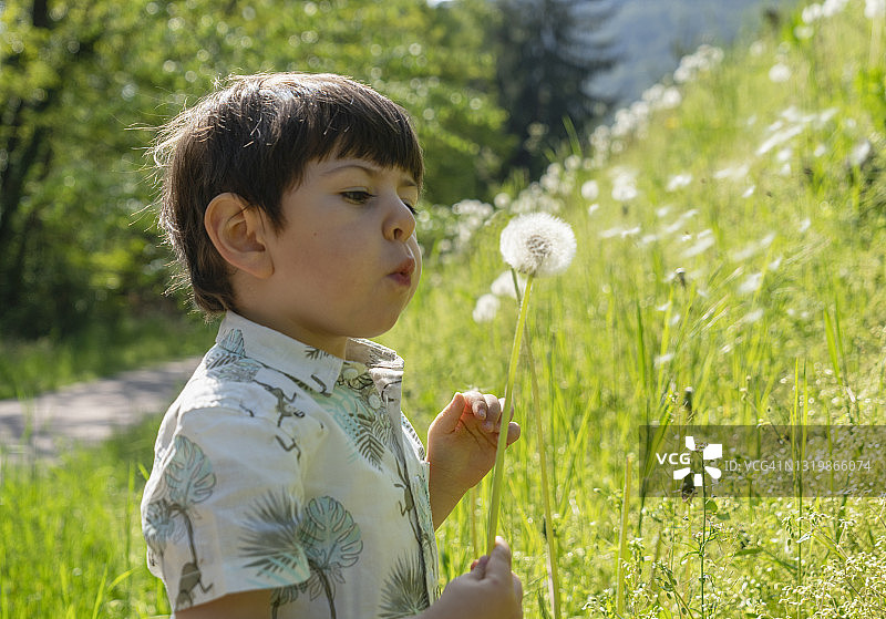 小男孩吹蒲公英图片素材