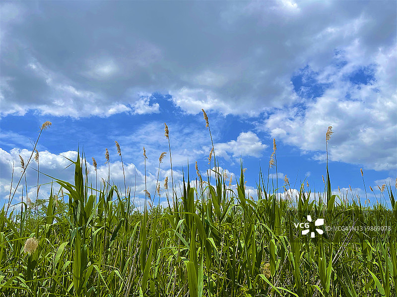 五月仰望天空下的绳草图片素材