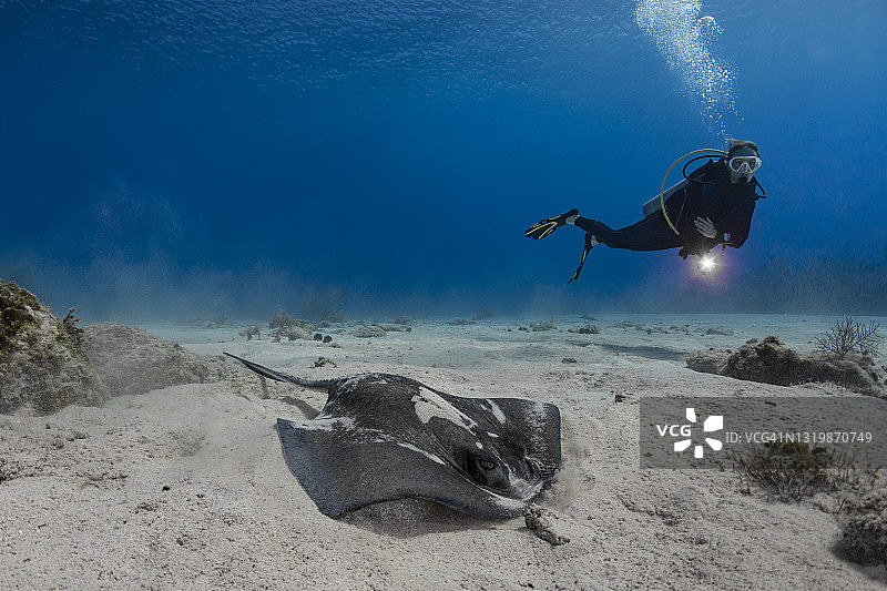 南方黄貂鱼和潜水员图片素材