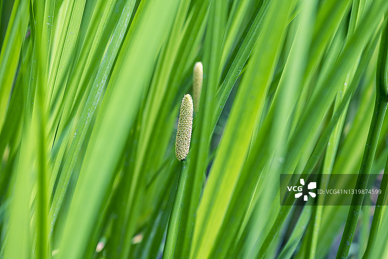 石菖蒲花，日本三重县名张市图片素材