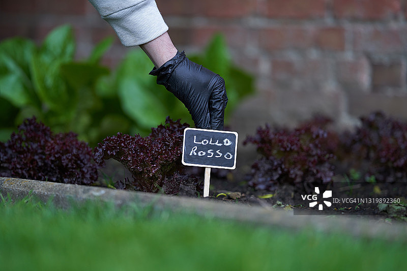 罗莎红生菜图片素材