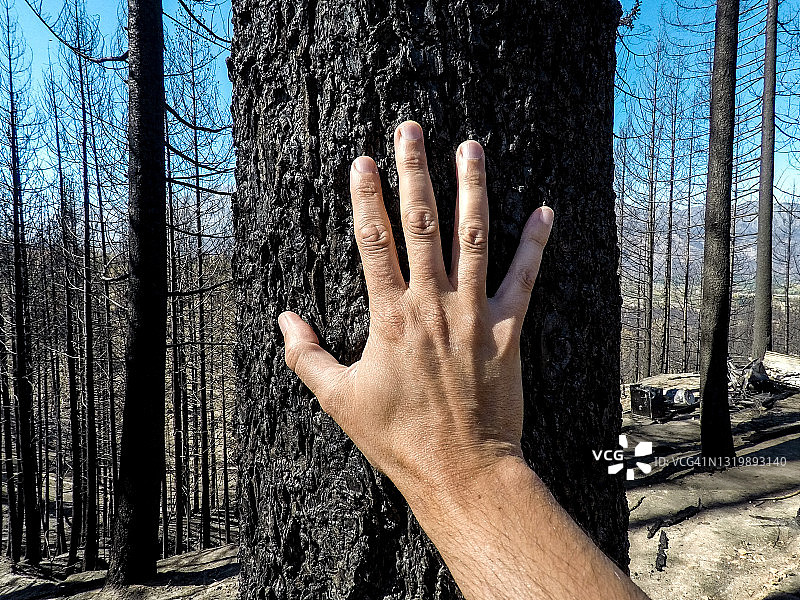 手持烧焦的树干图片素材