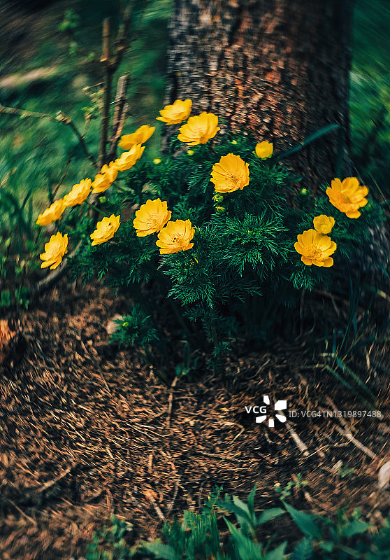 春季森林中的野生黄色阿多尼斯花图片素材