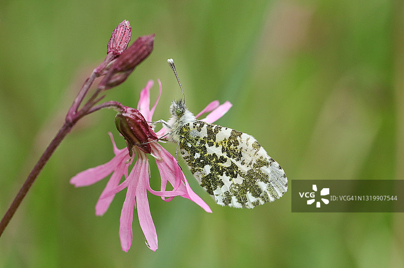 停在野花上的橙色尖翅凤蝶图片素材