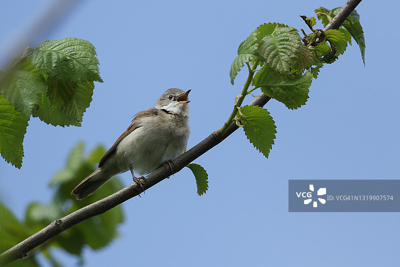 栖息在树枝上的美丽歌唱的白喉林莺图片素材