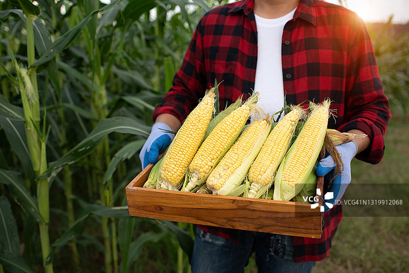 正在收获有机玉米的年轻玉米种植农户图片素材