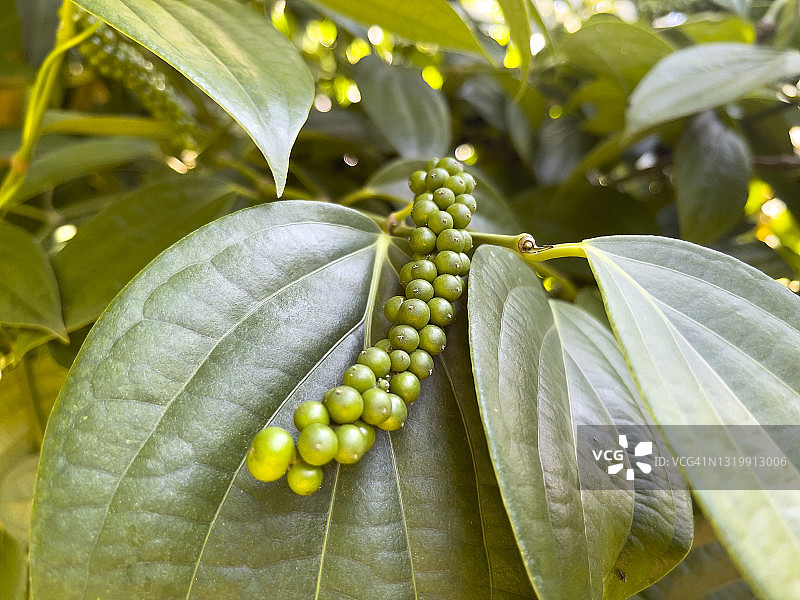 黑胡椒植物与成串果实图片素材