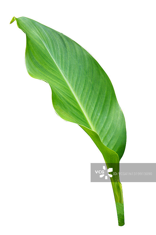 白色背景上的香蕉绿叶集合图片素材